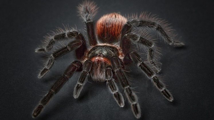 Aracnofobia => Miedo a las Arañas Aracnofobia => Miedo a las Arañas
